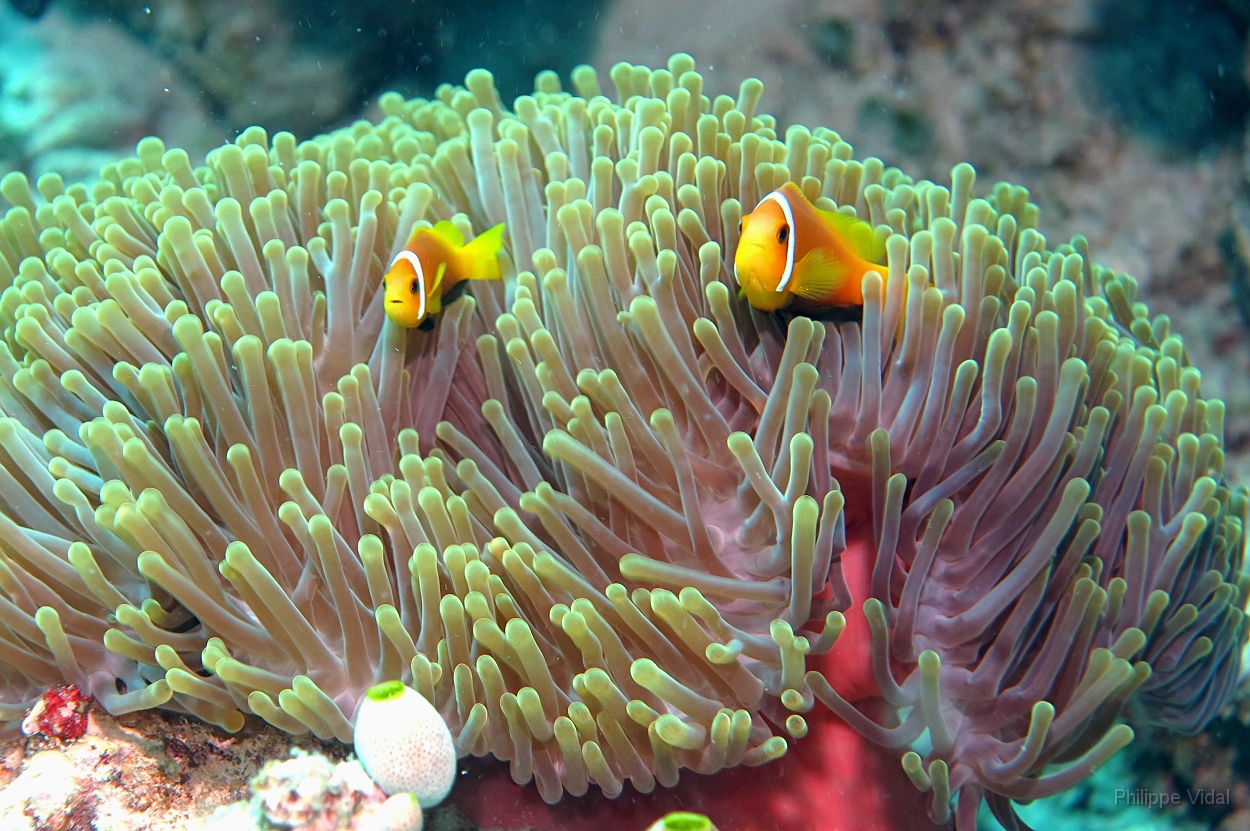 Velidhu - 2013_03_10 - IMG_0417rf_Poisson Clown des Maldives - Amphiprion Nigripe_Kuda faru_Plongee.jpg